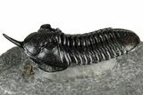 Morocconites Trilobite Fossil - Top Quality Specimen #355768-1